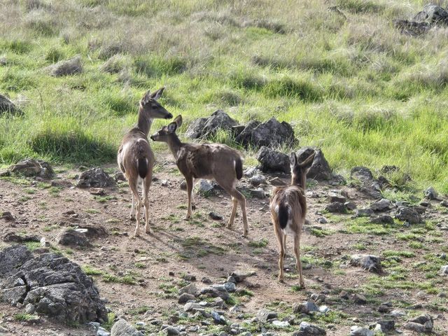 425 Lake Vista Dr, Lakeport, CA 95453