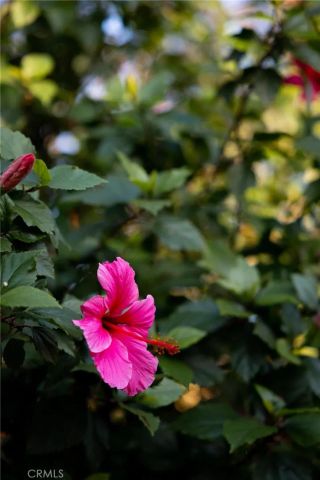 1659 W Knapp, Vista, CA 92083