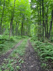 1165 Coaster Road, Trenary, MI 49891