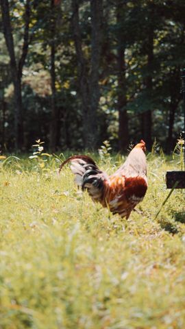 7362 Walker Rd, Fairview, TN 37062
