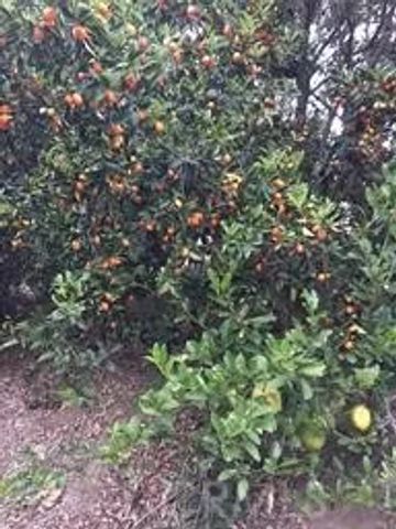 0 Via Barranca, Temecula, CA 92590