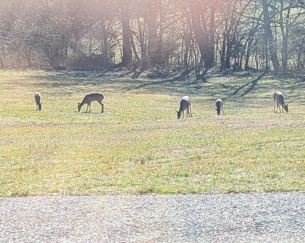 2695 Leslie Rd, Burkesville, KY 42717