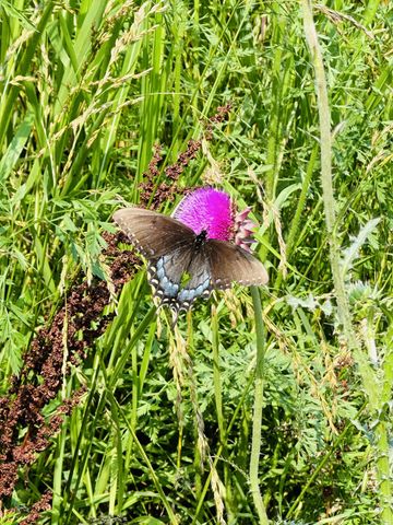 233 Taylor Lake Rd, Morrison, TN 37357