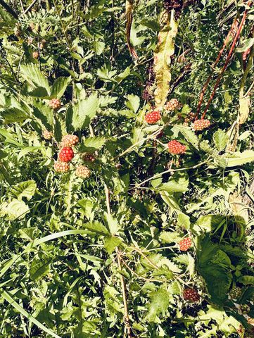 233 Taylor Lake Rd, Morrison, TN 37357