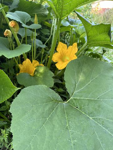 233 Taylor Lake Rd, Morrison, TN 37357