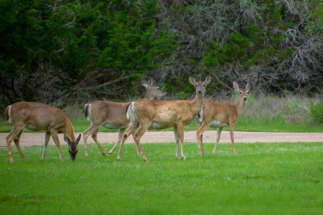 8305 Scenic Oaks DR, Austin, TX 78737