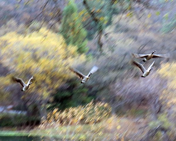 709 Cole Rd, Meadow Vista, CA 95722