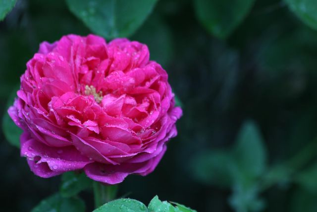 709 Cole Rd, Meadow Vista, CA 95722