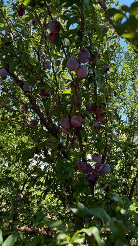 3056 S 1450 W, Perry, UT 84302