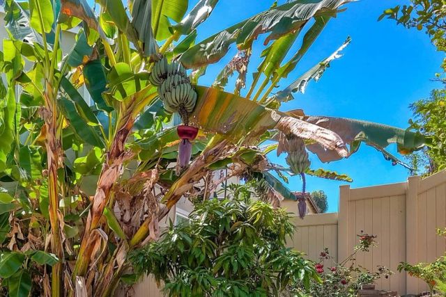 629 Amarra Lane, Vista, CA 92083