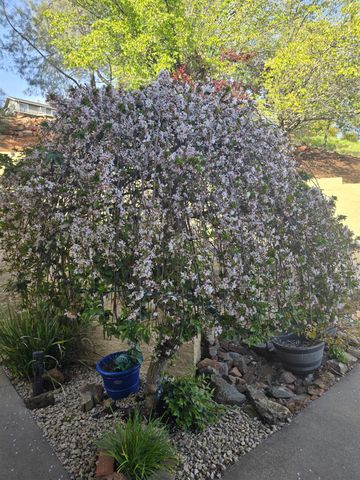 3388 Sudbury Rd, Cameron Park, CA 95682