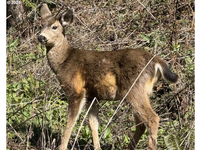 Cinnabar Lot 3, North Bend, OR 97459