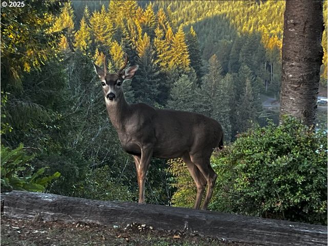 89349 RUSTIC Ln, Florence, OR 97439