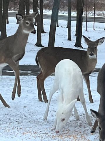 21427 PHELPS Road, Meadville, PA 16335