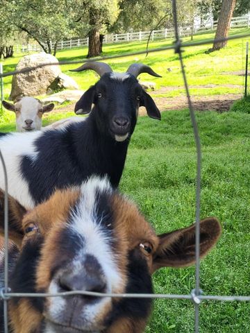 3091 Sand Ridge Rd, Placerville, CA 95667