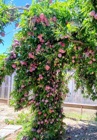 34839 Clover Street, Union City, CA 94587