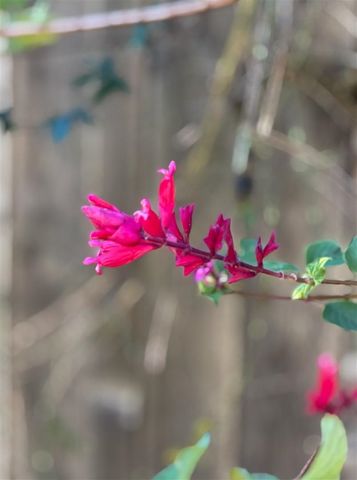 371 Ocean View Ave, Kensington, CA 94707