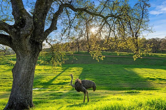 7270 Sutter Ione Rd, Ione, CA 95640