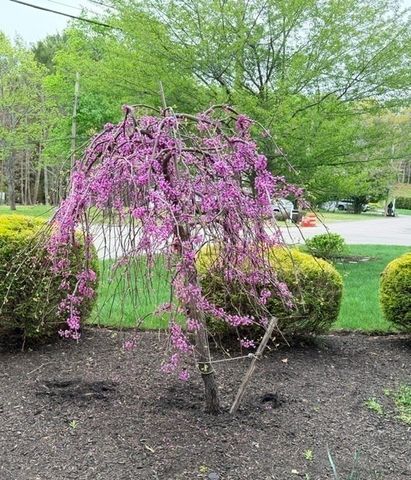 12 Barbara Rd, Canton, MA 02021