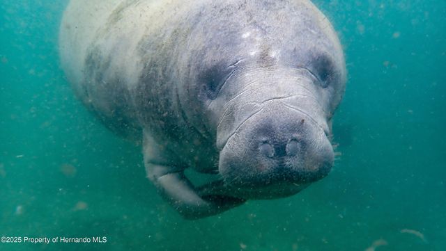 5261 Circle Drive, Weeki Wachee, FL 34607