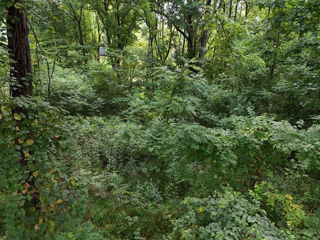 Lot 4 Butterfly Lane, Blairsville, GA 30512