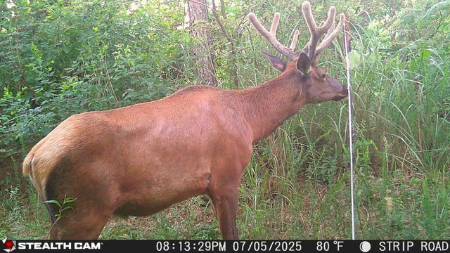 0 Hall Branch Road, Topmost, KY 41862