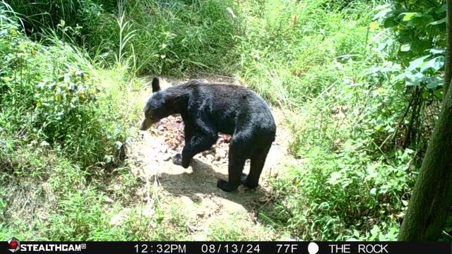 0 Hall Branch Road, Topmost, KY 41862