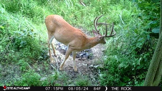 0 Hall Branch Road, Topmost, KY 41862