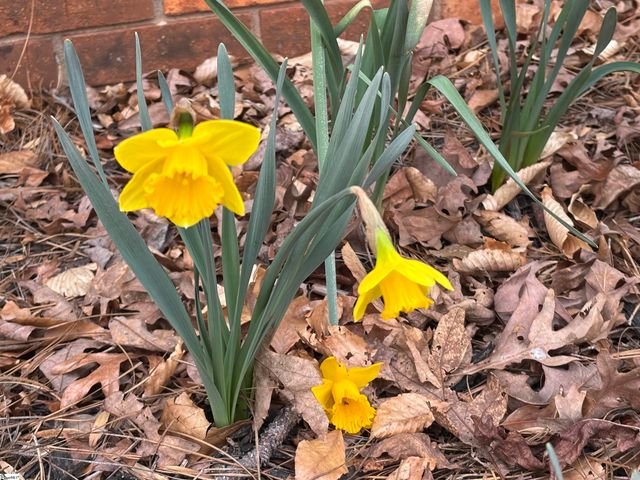 340 Ferndale Drive, Spartanburg, SC 29316