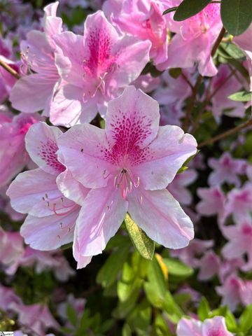 340 Ferndale Drive, Spartanburg, SC 29316