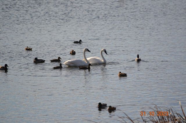 1904 N Ham Lake Drive NE, Ham Lake, MN 55304