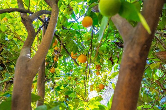 155 Pinewood Way, Auburn, CA 95602