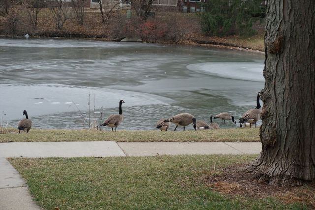 913 Casey Court 1, Schaumburg, IL 60173