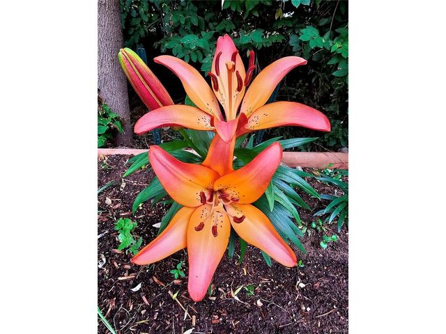 7377 Highland Dr, Lakewood, CO 80214