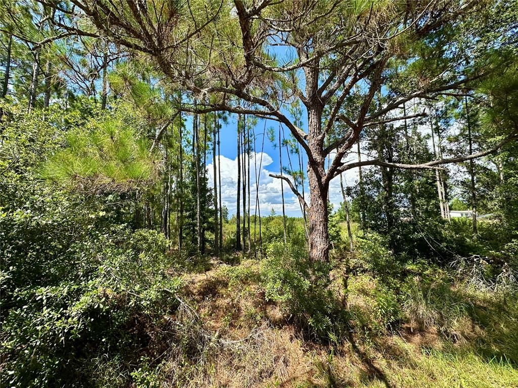 OIL WELL ROAD, Clermont, FL 34714