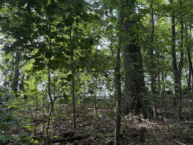 0 Caney Creek Rd, Stewart, TN 37175