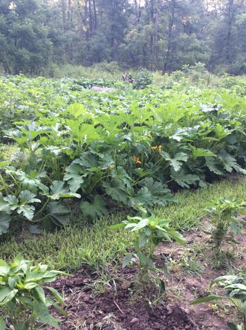 11709 Belshaw Road, Lowell, IN 46356