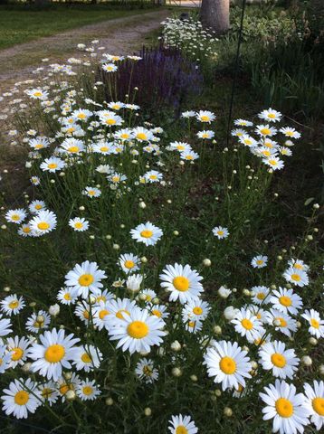 11709 Belshaw Road, Lowell, IN 46356