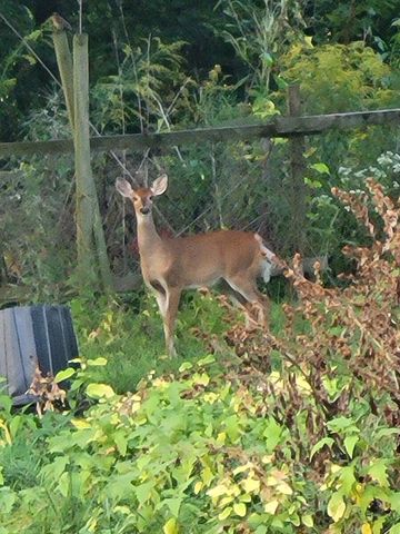 11709 Belshaw Road, Lowell, IN 46356