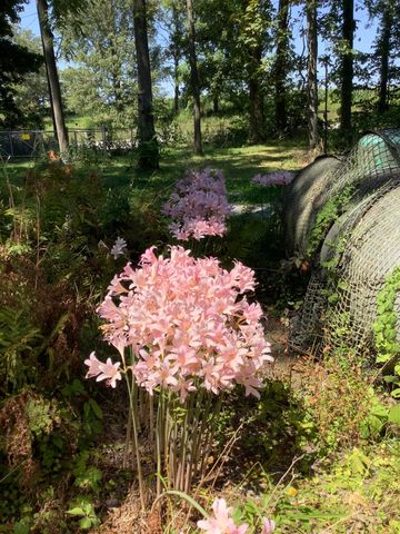 11709 Belshaw Road, Lowell, IN 46356