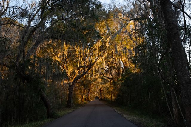 4105 Gnarled Oaks Lane, Johns Island, SC 29455