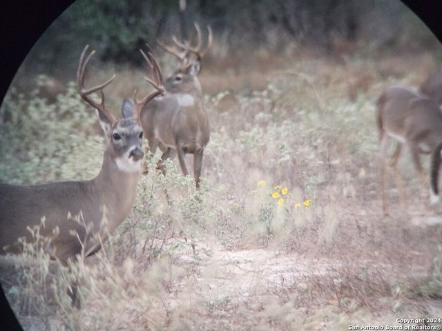 445 Private Road 7822, Natalia, TX 78059