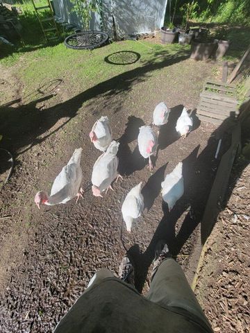 2348 Segwun Avenue Se, Lowell Twp, MI 49331