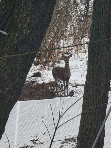 2348 Segwun Avenue Se, Lowell Twp, MI 49331