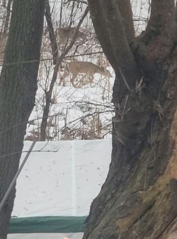 2348 Segwun Avenue Se, Lowell Twp, MI 49331