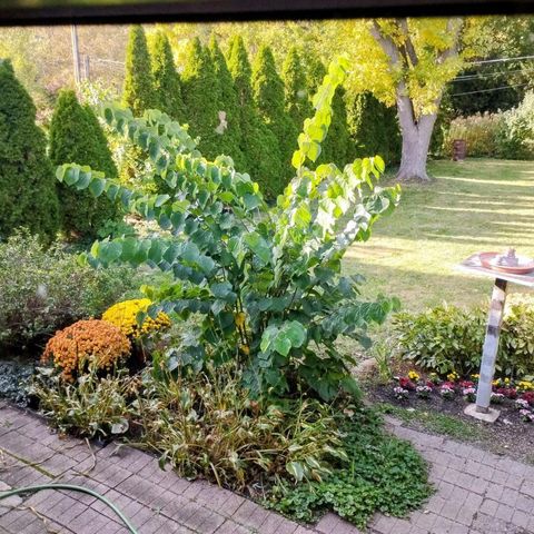 308 Sheldon Avenue, Downers Grove, IL 60515