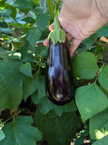 3913 Oxford Drive, Woodbury, MN 55125