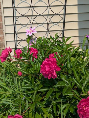 3913 Oxford Drive, Woodbury, MN 55125