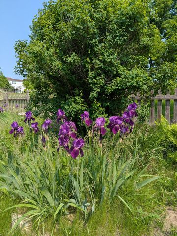 3913 Oxford Drive, Woodbury, MN 55125