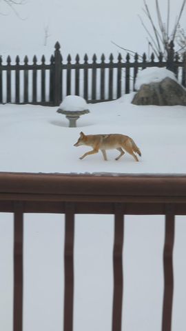 3913 Oxford Drive, Woodbury, MN 55125